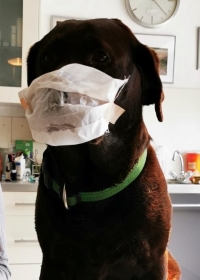 Ihr Tier braucht natürlich keine Maske zu tragen